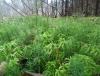DSC02530.JPG