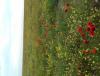 20190503_064954.jpg