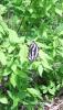 IMG_20150517_125904.jpg