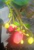 IMG_20260722_085853.jpg