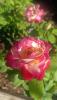IMG20260722074112.jpg