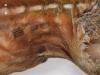 otzi3-1.jpg